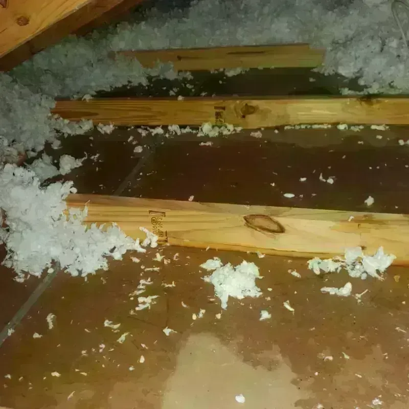 Attic Water Damage in Kenedy, TX