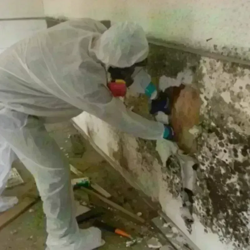 Mold Remediation and Removal in Kenedy, TX